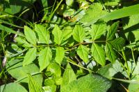 Fraxinus excelsior