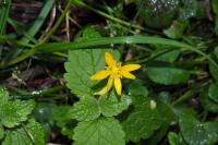 Ficaria verna