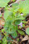 Glechoma hederacea