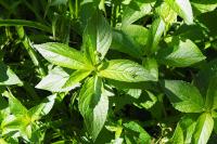 Mercurialis perennis