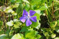 Vinca major