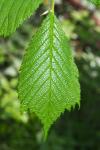 Ulmus glabra