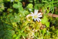 Rabelera holostea