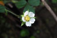 Potentilla sterilis