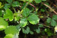 Potentilla sterilis