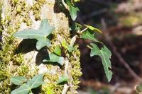 Hedera helix