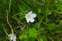 Oxalis acetosella