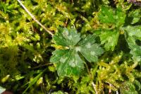 Ranunculus serpens