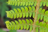 Polystichum setiferum