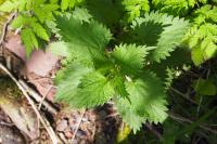 Urtica dioica