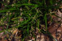 Luzula sylvatica