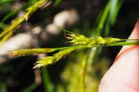 Carex sylvatica