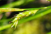 Carex sylvatica