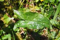 Arum italicum