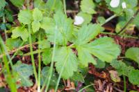 Geum urbanum