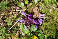 Lathraea clandestina