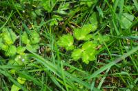 Ranunculus repens