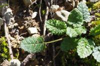 Betonica officinalis