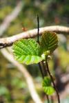 Alnus glutinosa