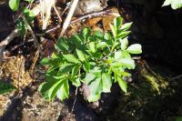 Sambucus nigra