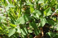 Teucrium scorodonia