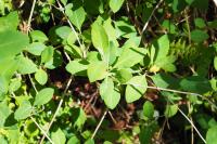 Lonicera periclymenum