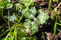 Ranunculus serpens