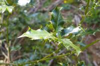 Ilex aquifolium