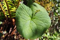 Adenostyles alpina subsp. pyrenaica