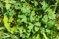 Isopyrum thalictroides