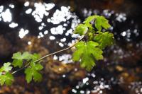Acer campestre