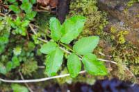 Angelica sylvestris