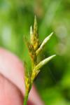 Carex brizoides