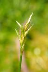 Carex brizoides