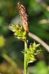 Carex caryophyllea