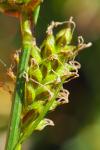 Carex caryophyllea