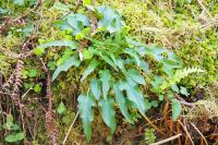 Phyteuma pyrenaicum