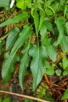 Phyteuma pyrenaicum