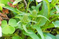 Phyteuma pyrenaicum