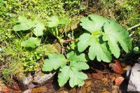Heracleum sphondylium