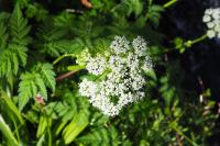 Anthriscus sylvestris