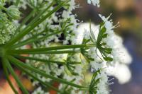 Anthriscus sylvestris