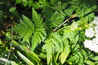 Anthriscus sylvestris