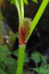 Anthriscus sylvestris