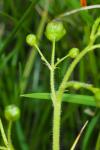 Scrophularia alpestris