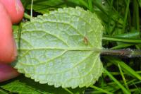 Scrophularia alpestris