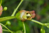 Scrophularia alpestris