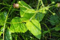 Scrophularia alpestris
