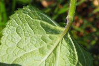 Scrophularia alpestris