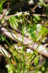 Cardamine flexuosa